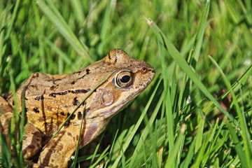 Erdkröte auf der Wiese