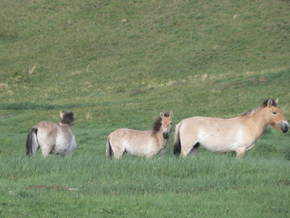 Fototapeta premium mongolia przewalski horses
