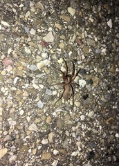 Dunkelspinne