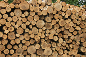 Chopped fuel wood in a forest