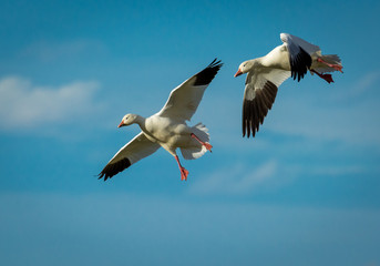Snow geese getting ready to land