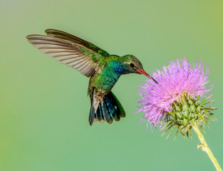 Male broadbilled hummingbird feed on purple thistle 