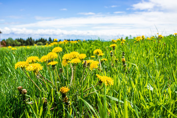 Obraz premium Group of yellow dandelion flowers in green grass in Quebec, Canada Charlevoix region with blue sky