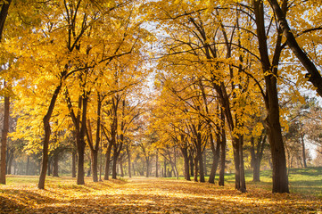 Herbstparkszene eines Weges in gefallenen Blättern