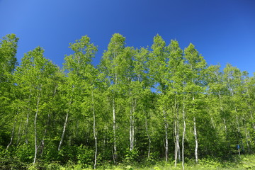 Landscape of Biei Hokkaido Japan