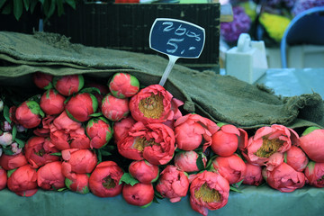 Big pink peonies © Studio Porto Sabbia