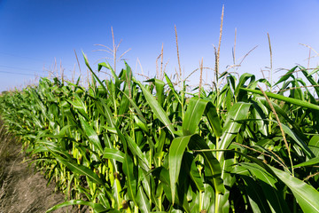 View at corn plant field