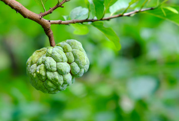 Custard apple on the tree in the garden.
