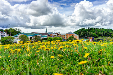 Saint Lawrence river town cityscape skyline in Charlevoix region in Quebec with dandelion yellow flowers