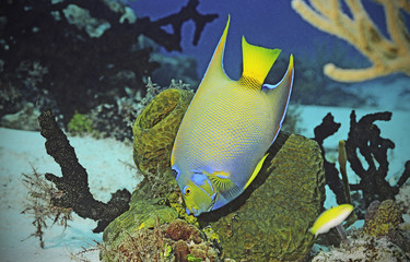 Queen Angel Fish