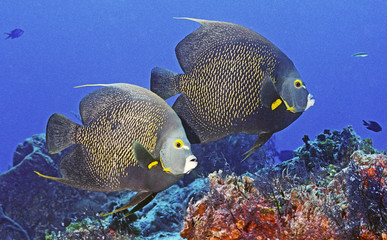 Pair ofFrench Angel Fish