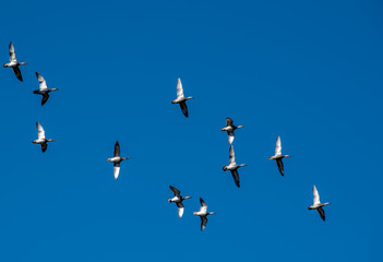 Ducks flying overhead