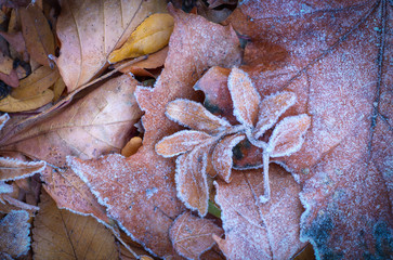 Frosted Leaves 2