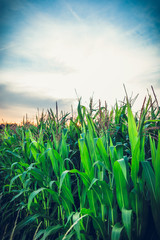 Green Maize Corn Field Plantation In Summer Agricultural Season. Skyline Horizon, Blue Sky Background on sunset or sunrise. View at sun.