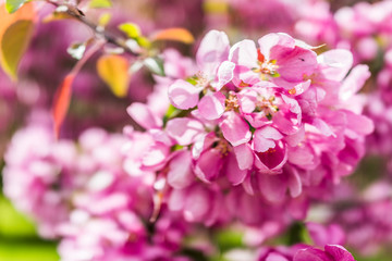 Obraz na płótnie Canvas Macro closeup of vibrant pink cherry blossoms