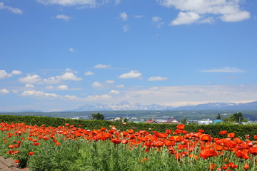 Landscape of Biei Hokkaido Japan