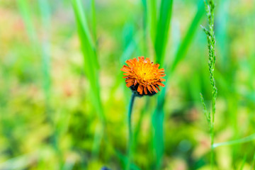 Macro closeup of orange hawkweed flower with green grass bokeh showing detail and texture