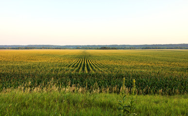 Fototapeta premium Summer Corn