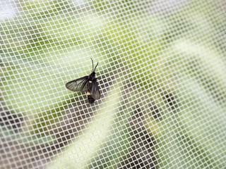 Moth on net in a vegetable garden