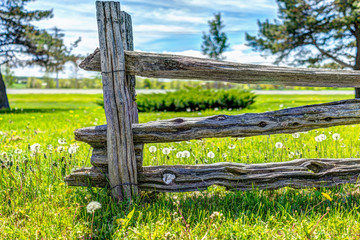 White dandelion flowers in green grass in Quebec, Canada with wooden fence and trail