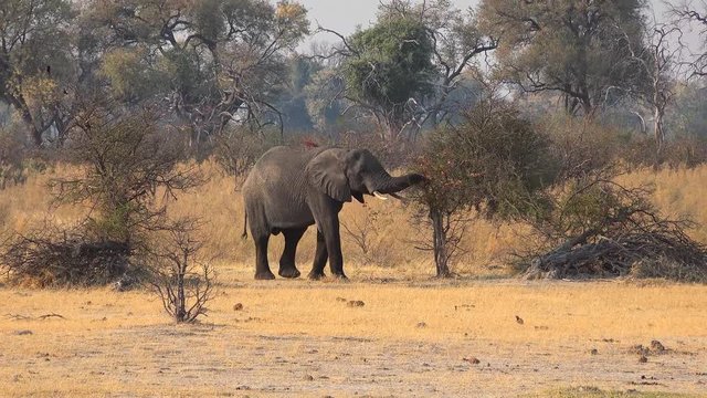 Elephant is walking through the Okavango Delta (Botswana)