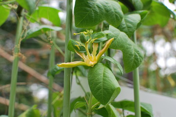 Obraz premium passion flower herbertiana