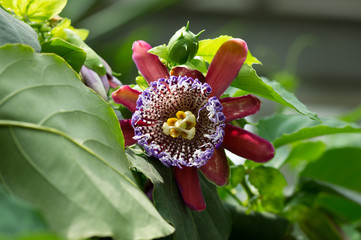 passion flower alata