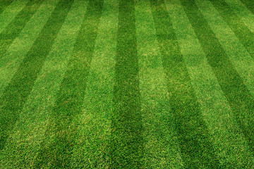 green grass line background
