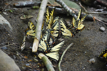 Butterfly Party