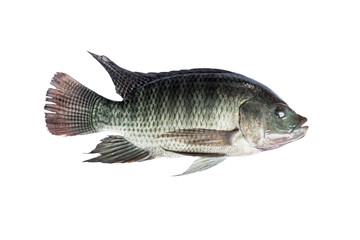 Tilapia fish isolate on white background