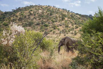 Fototapeta na wymiar African Elephant in Front of a Hill
