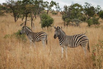 Fototapeta na wymiar Zebra on Safari
