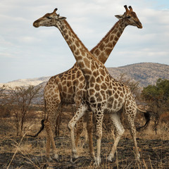 Giraffes Crossing Necks