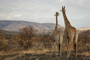 Giraffe Couple Looks Out Into The Distance
