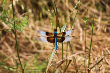 Blue Dragonfly