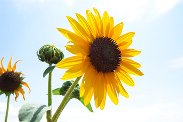 Sunflower 2