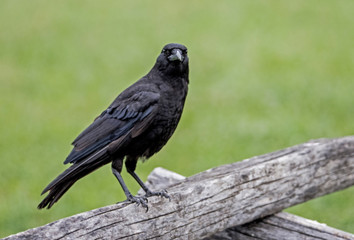 Fototapeta premium Black Crow sitting on a wooden fence stares at the camera.