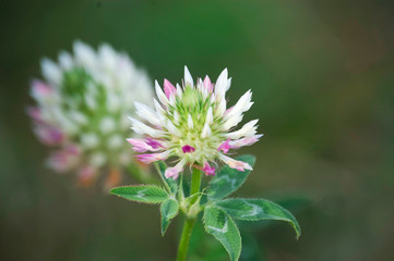 Red Clover Flower 2
