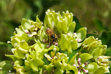 Milkweed With Honey Bee 5