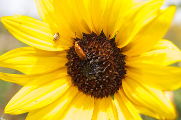 Sunflower With Insects