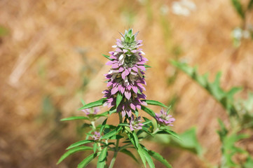 Lemonmint Beebalm