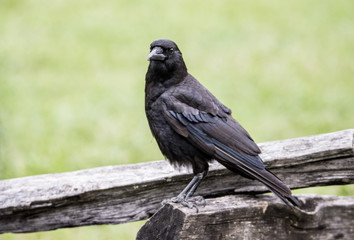 Old black Crow sitting on a split rail fence.
