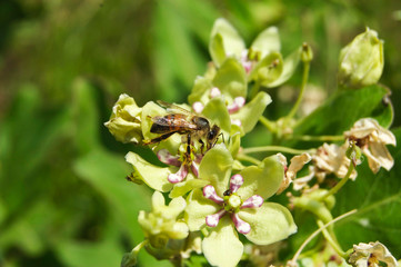 Milkweed With Honey Bee 3