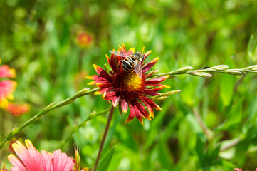 Blanket Flower With Bee