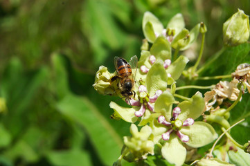 Milkweed With Honey Bee 1
