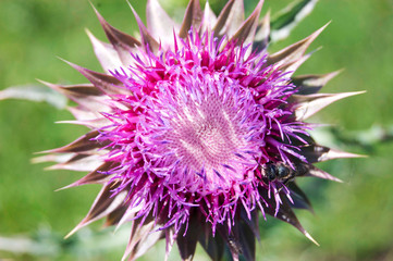 Purple Scotch Thistle With Honey Bee