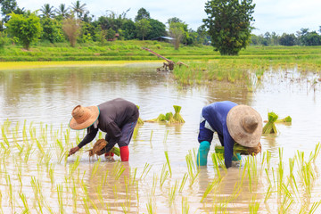 Obraz na płótnie Canvas Farmers transplant rice seedlings in paddy field