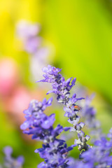 The background image of the colorful flowers