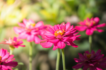 The background image of the colorful flowers