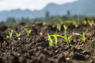 New born plant growing in sunlight